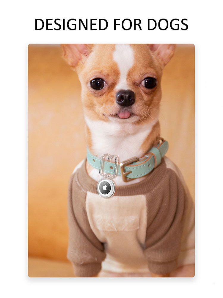 a dog wearing an airtag case